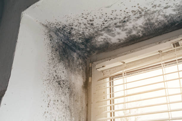 Affordable Mold Inspection And Testing solutions in Brutus, MI
