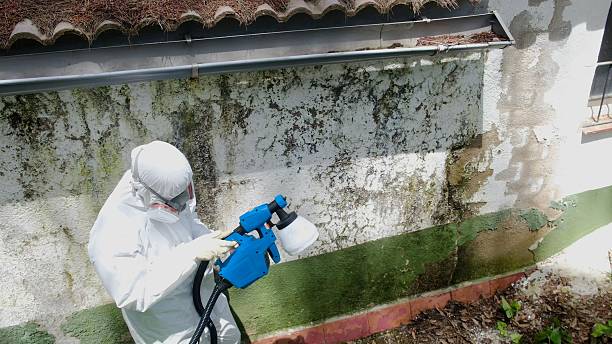 Top rated local Mold Inspection And Testing specialists in Brutus, MI